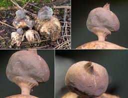 Attēlu rezultāti vaicājumam “Geastrum pectinatum”