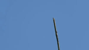 Attēlu rezultāti vaicājumam “Libellula fulva male”