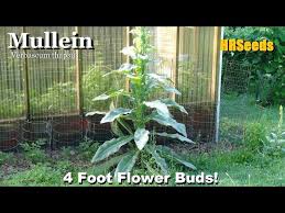 Attēlu rezultāti vaicājumam “Verbascum thapsus bud”