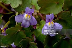 Attēlu rezultāti vaicājumam “Cymbalaria muralis flower”