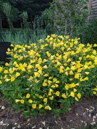 Image result for Oenothera biennis