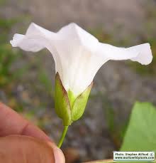 Attēlu rezultāti vaicājumam “Calystegia sepium”