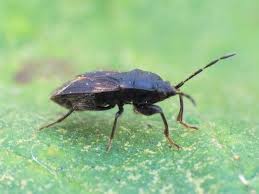 Attēlu rezultāti vaicājumam “Eremocoris plebejus”