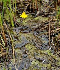 Attēlu rezultāti vaicājumam “Utricularia intermedia leaf”