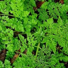 Image result for Anthriscus cerefolium