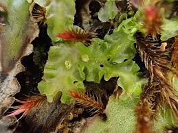 Attēlu rezultāti vaicājumam “Moerckia hibernica”