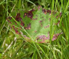 Attēlu rezultāti vaicājumam “Puccinia poarum”