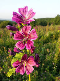 Image result for Malva sylvestris