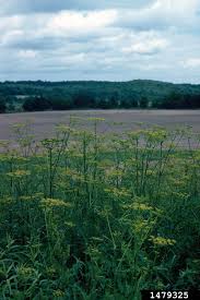 Attēlu rezultāti vaicājumam “Pastinaca sativa subsp. sylvestris”