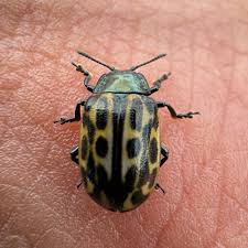 Attēlu rezultāti vaicājumam “Chrysomela vigintipunctata”