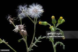 Attēlu rezultāti vaicājumam “Circaea lutetiana fruit”