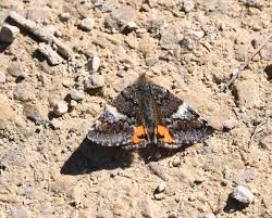 Attēlu rezultāti vaicājumam “Archiearis parthenias”