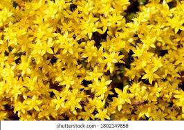 Image result for Mauerpfeffer