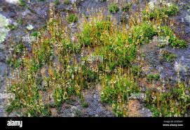 Attēlu rezultāti vaicājumam “Philonotis marchica macro”