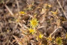 Attēlu rezultāti vaicājumam “Carlina biebersteinii”
