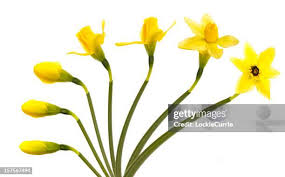 Attēlu rezultāti vaicājumam “Narcissus bud”