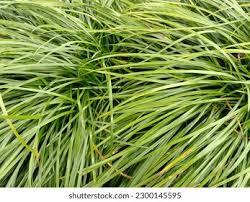 Attēlu rezultāti vaicājumam “Acoraceae”