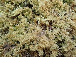 Attēlu rezultāti vaicājumam “Ctenidium molluscum”