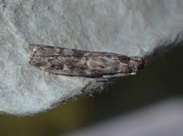 Attēlu rezultāti vaicājumam “Sciota fumella”