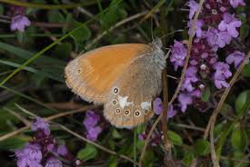 Attēlu rezultāti vaicājumam “Coenonympha glycerion”