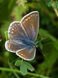 Attēlu rezultāti vaicājumam “Polyommatus icarus”