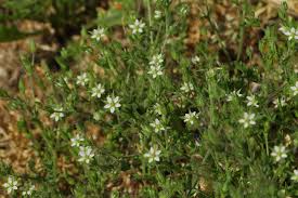 Attēlu rezultāti vaicājumam “Arenaria serpyllifolia flower”