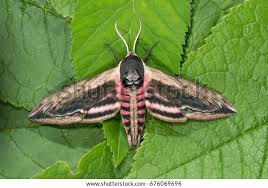 Attēlu rezultāti vaicājumam “Sphinx ligustri”