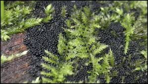 Attēlu rezultāti vaicājumam “Ruzenia spermoides”