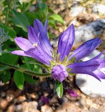 Image result for Campanula lingulata
