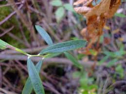 Attēlu rezultāti vaicājumam “Andromeda polifolia leaf”