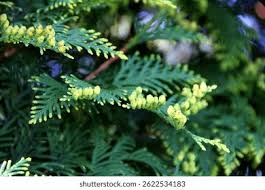 Attēlu rezultāti vaicājumam “Thuja occidentalis flower”