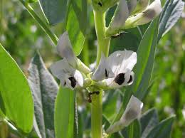 Attēlu rezultāti vaicājumam “Vicia faba flower”