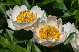 Image result for Pfingstrose