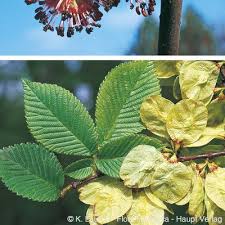 Attēlu rezultāti vaicājumam “Ulmus glabra fruit”