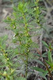 Attēlu rezultāti vaicājumam “Haloragaceae”