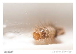 Attēlu rezultāti vaicājumam “Anthrenus verbasci”