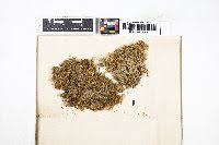 Attēlu rezultāti vaicājumam “Sphagnum balticum”