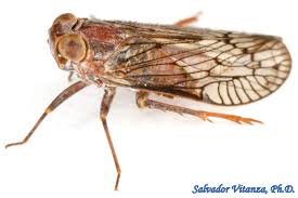 Attēlu rezultāti vaicājumam “Cixiidae”