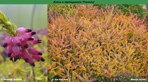 Attēlu rezultāti vaicājumam “Erica x darleyensis”