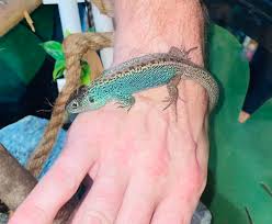 Attēlu rezultāti vaicājumam “Lacerta agilis female”