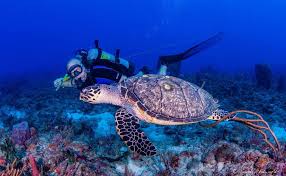 Image result for Southdown Divers