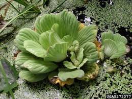 Attēlu rezultāti vaicājumam “Pistia stratiotes”