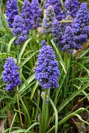 Attēlu rezultāti vaicājumam “Muscari armeniacum”