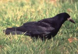 Attēlu rezultāti vaicājumam “Corvus frugilegus adult”