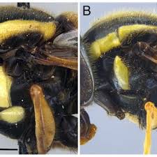 Attēlu rezultāti vaicājumam “Xanthogramma sp.”