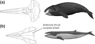 Image result for Eubalaena glacialis