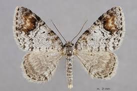 Attēlu rezultāti vaicājumam “Venusia blomeri”