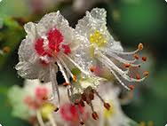 Attēlu rezultāti vaicājumam “Aesculus hippocastanum”