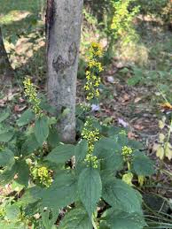 Attēlu rezultāti vaicājumam “Solidago virgaurea leaf”