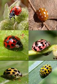 Attēlu rezultāti vaicājumam “Coccinella septempunctata”